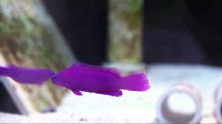 Pseudochromis fridmani  Orchid Dottyback [upl. by Wendy]