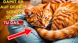 Katzenliebhaber aufgepasst Wir haben den BESTEN Platz für Ihre Katze gefunden [upl. by Malita496]