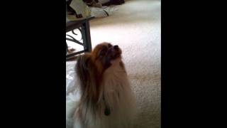 Andy the Papillon Howls [upl. by Shewmaker]