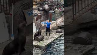 Dolphin Show at West Edmonton Mall Canada [upl. by Irej]