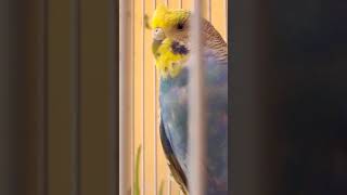 Budgies Parrot Birds Pair petsvloging birdslover [upl. by Ydorb]