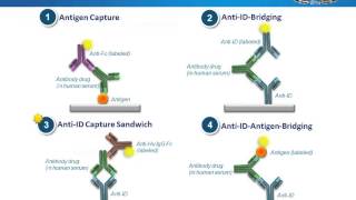 Anti Idiotypic Antibodies – A Powerful Tool for Antibody Drug Studies [upl. by Dnomder]