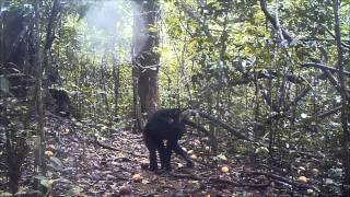 Eastern Chimpanzee Pan troglodytes schweinfurthii Tool Use [upl. by Faruq]