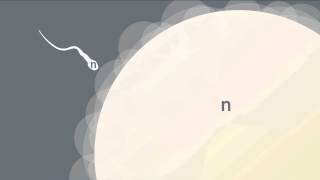 Formation of Gametes [upl. by Clem]