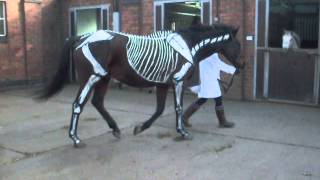 BMCs Halloween Horses [upl. by Derrik]