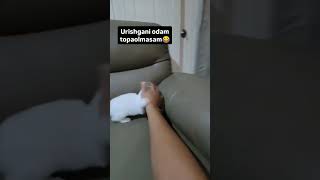 Urishgani odam topolmasam remix 0cat mushuk shorts [upl. by Grete906]