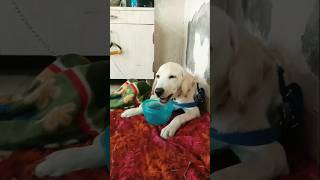 Sandy🥰sandy doglover labrador puppy trending shorts viralvideos labradorretriever [upl. by Bikales]