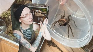 CALMLY rehousing SPICY tarantulas  mystery Cotztetlana X immanis L striatipes [upl. by Leerzej]