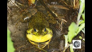 Chant de la grenouille verteGreen Frog song [upl. by Ruffina]