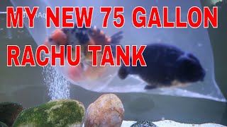 Goldfish Tank New Chinese Ranchu Tank [upl. by Prem]