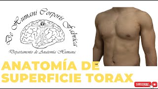 Anatomía de Superficie del Torax  Esquema 3D  Resumen completo  Video Clase [upl. by Rausch]