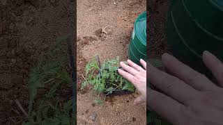 How to Plant Tomatoes for Bumper Cropbarefootcountrycookisbacki2981 [upl. by Anolla]