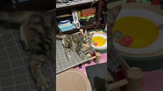 mother cat loves to play mothercat tabbycat catsfunnyvideos shorts [upl. by Ameluz]