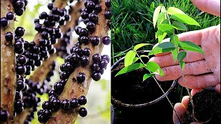 Growing Jabuticaba Brazilian Tree Grape from Seed  0  150 Days [upl. by Alih]