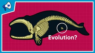 What is the Evidence for Evolution [upl. by Bibeau]