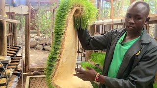 Hydroponics fodder we make 8kg of fodder from 1kg of barley [upl. by Llertniuq]