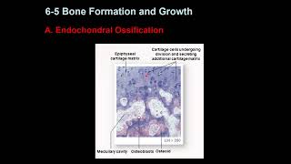 Bone Growth and Remodeling [upl. by Aivatnwahs135]