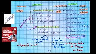 unité 1 consommation de la matière organique et flux dEnergie 2BAC SVTSP [upl. by Vaclav]