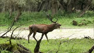 Caccia Fotografica Cervo Deer Hunting caccia video cervo deer hunting hunt caza ciervo [upl. by Anirtep]