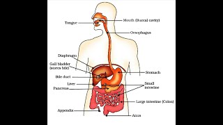 Human alimentary canal II Class 12 II Zoology [upl. by Lihp]