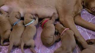 2 days old vizsla puppies are enjoying the feast [upl. by Ninerb]