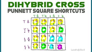 Dihybrid Cross Punnett Squares  MCAT Shortcut Mendelian Genetics Part 2 [upl. by Eli761]