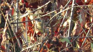 LeContes Sparrow at Woolsey Wet Prairie NW Arkansas [upl. by Leia]