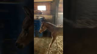 Mama horse tries to sneak treats on her way to her stall [upl. by Aneehc]