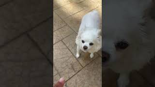 Jacoby loves the backyard and a treat longhairchihuahua Fifteenyearsold [upl. by Nevak]