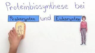 PROTEINBIOSYNTHESE  VERGLEICH VON PROKARYOTEN UND EUKARYOTEN  Biologie [upl. by Ehud172]