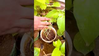 Homemade Organic fertilizer for plants from Kitchen waste ☘️😱 shorts organicfertilizer plants [upl. by Jet]