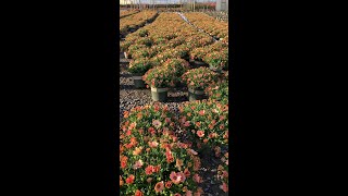 Monrovias Osticade™ Daybreak is a new day for Osteospermum [upl. by Jacinthe]