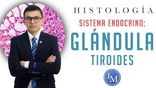 Histología  Sistema endocrino  Glándula tiroides [upl. by Fi]