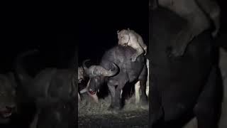 Wildlife animals predators caught On Camera shorts shortsvideo ytshorts [upl. by Enneicul959]