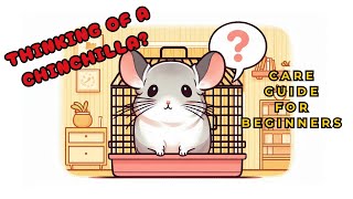 New Owner Chinchilla Care Guide 101 Tips for Healthy Happy Chinchillas [upl. by Anire]