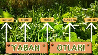 Yaban Otları  OTLARI TANIMAYA DEVAM EDELİM  Stifno Sütleğen Diğnik Otları [upl. by Annerahs]