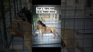 Tips On Dog’s Nutrition Health Obedience Travel and more Welcome to our Channel Samba Kennels [upl. by Ericka92]