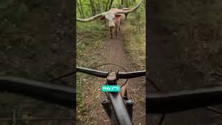 Unexpected Longhorn Appears On Mountain Bike Trail 😲😂 [upl. by Niko]