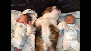 Cute Dogs and Twins Babies Playing Together  Dog and Baby are Best Friend [upl. by Lishe]