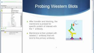 Proteins — Where DNA Takes on Form and Function [upl. by Jenelle]