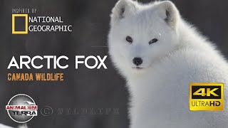 Arctic Fox  Canada Wildlife  Scientific name Vulpes Lagopus [upl. by Avika]