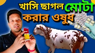 খাসি ছাগলকে মোটা করার ওষুধ  ছাগল পালন প্রশিক্ষণ  অধ্যায় ছাগলের যত্ন ও পরিচর্যা part5 [upl. by Edora]