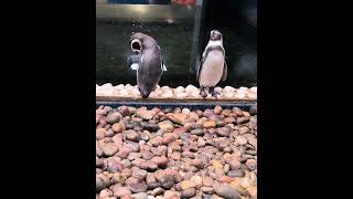 Southend Sea Life Center Wild Africa  Penguin Enclosure southendonsea animals penguin [upl. by Warfold]