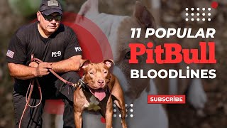 11 popular Pitbull Bloodlines [upl. by Sdlonyer]