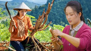 Dianxi Xiaoge is amazing  Using cassava to make colorful cakes  Life on the mountain top [upl. by Chiquita723]