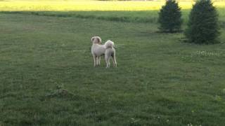 Goldendoodle Dog barking howling [upl. by Evante]