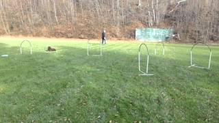 NADAC HoopersAgility  Basictraining Start [upl. by Nivaj]