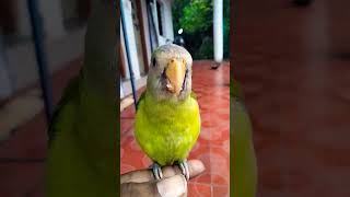 subscribe parrot musicgenre trending birds parroting musicstyle parrrot hiphop [upl. by Ayortal]