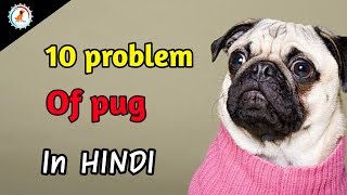 10 problems of pug  in hindi  Pug Dog Problem [upl. by Diad]