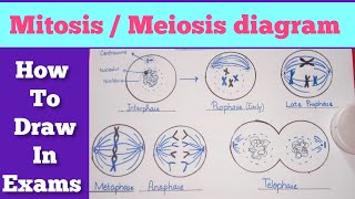 Easy steps to draw mitosismeiosis diagram  Mitosis diagram  Meiosis diagram [upl. by Acinnor]